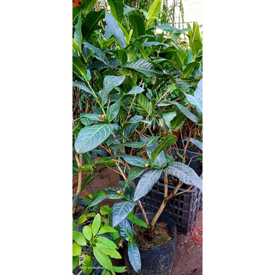 HOA HẢI ĐƯỜNG SẴN NỤ