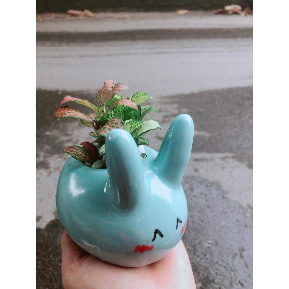 Chậu Cẩm Nhung Thỏ Xanh