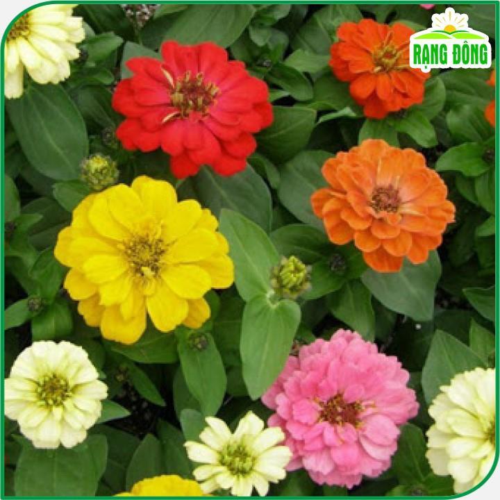 Hạt giống Hoa Cúc Lá Nhám Nhiều Màu Rd 806 (0,1g~20 hạt) trồng thảm hoặc chậu quanh năm - Hạt giống Rạng Đông