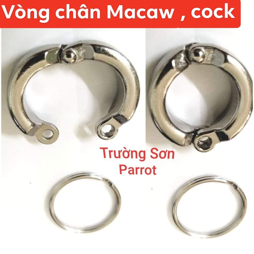 1 khoen + vòng chân cho vẹt macaw, cockatoo lớn