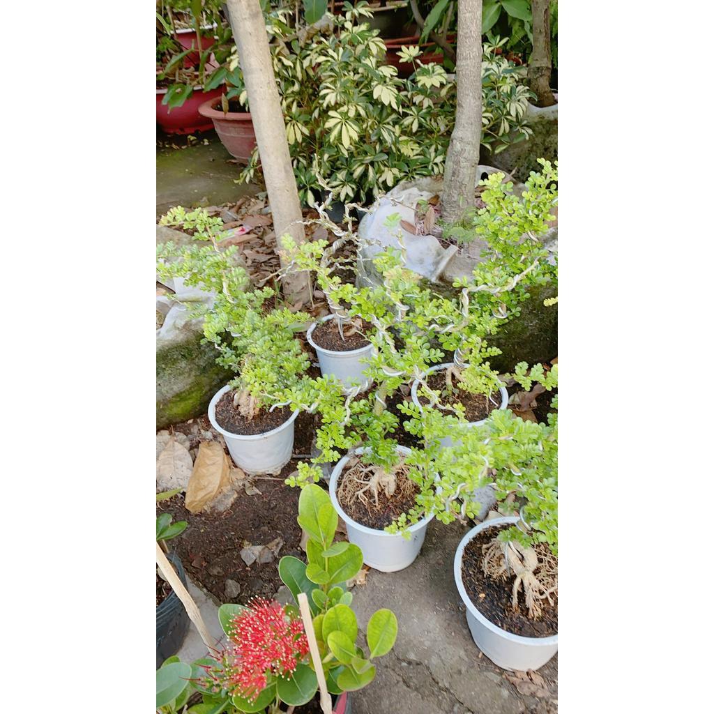 Cần Thăng Bonsai Lớn