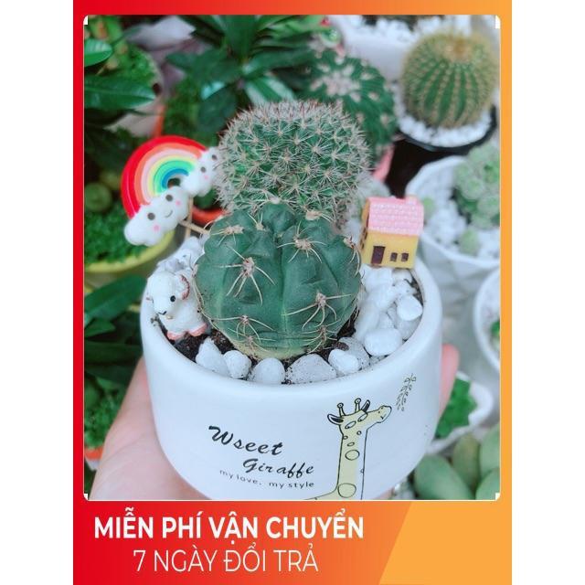Chậu Xương Rồng Tiểu Cảnh