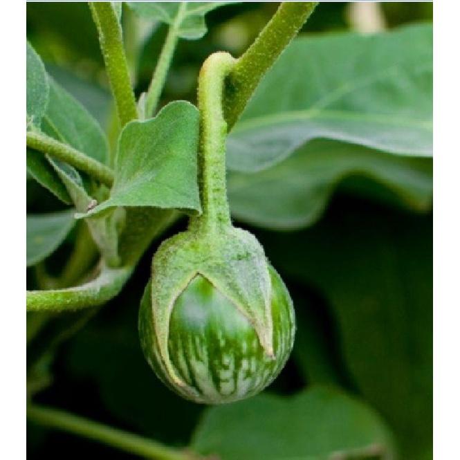 Hạt giống Cà bát ta da ếch - 1 gói 2gram