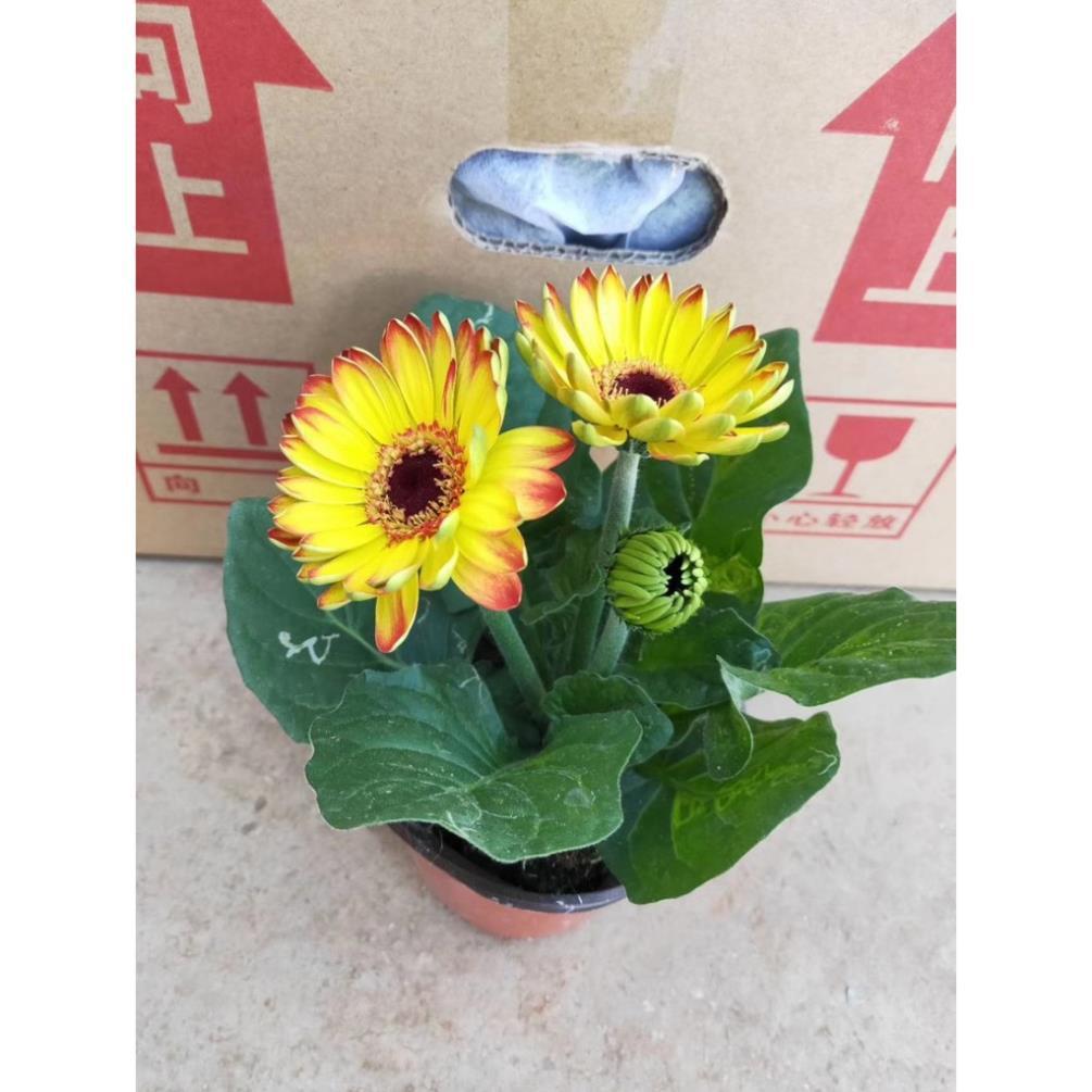1 CHẬU HOA ĐỒNG TIỀN LÙN HÀ LAN SIÊU ĐẸP MẶT HOA TÙY CHỌN + Tặng 01 cây dâu da đất