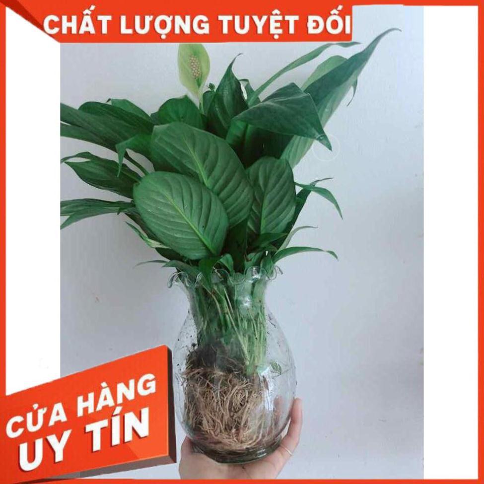Chậu lan ý thuỷ sinh Nhiều Người Mua
