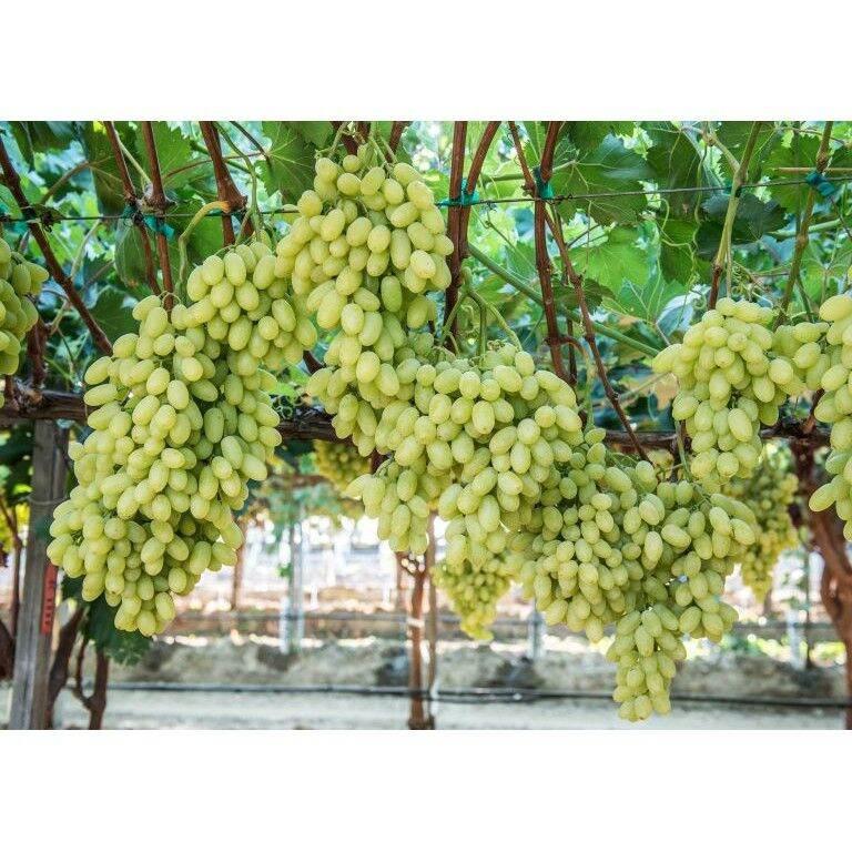 Cây nho giống Không hạt AutumnCrisp - Giống nho mới 2021 của Úc - Màu xanh
