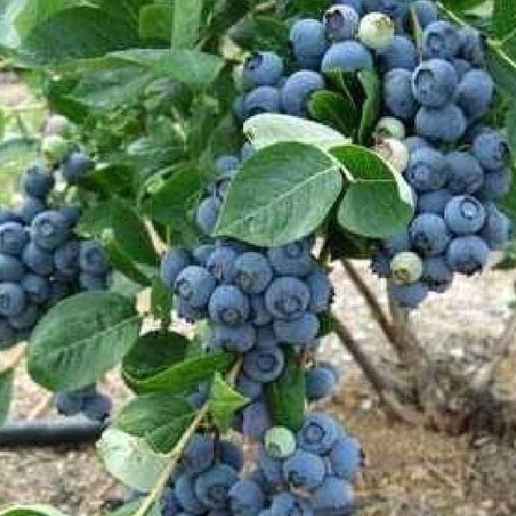 Hạt giống trái việt quất xanh-Gói 30 hạt/tặng kèm gói phân bón lót
