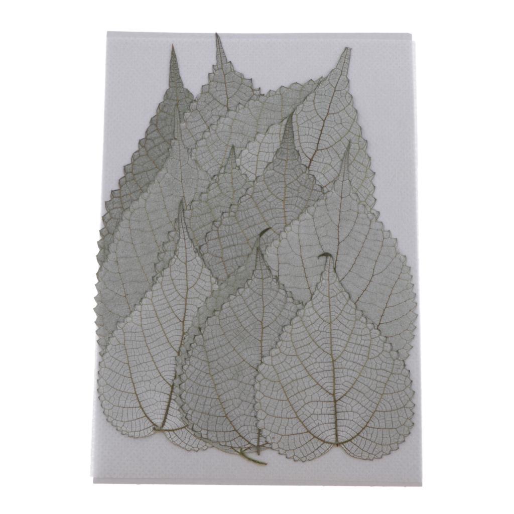 12pcs Natural Pressed Leaf Dried Flowers Natural Color Plant Specimen