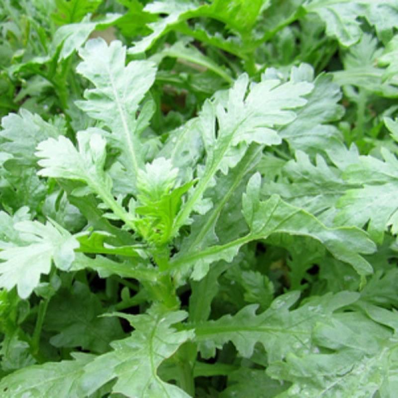 HẠT GIỐNG CẢI CÚC NẾP