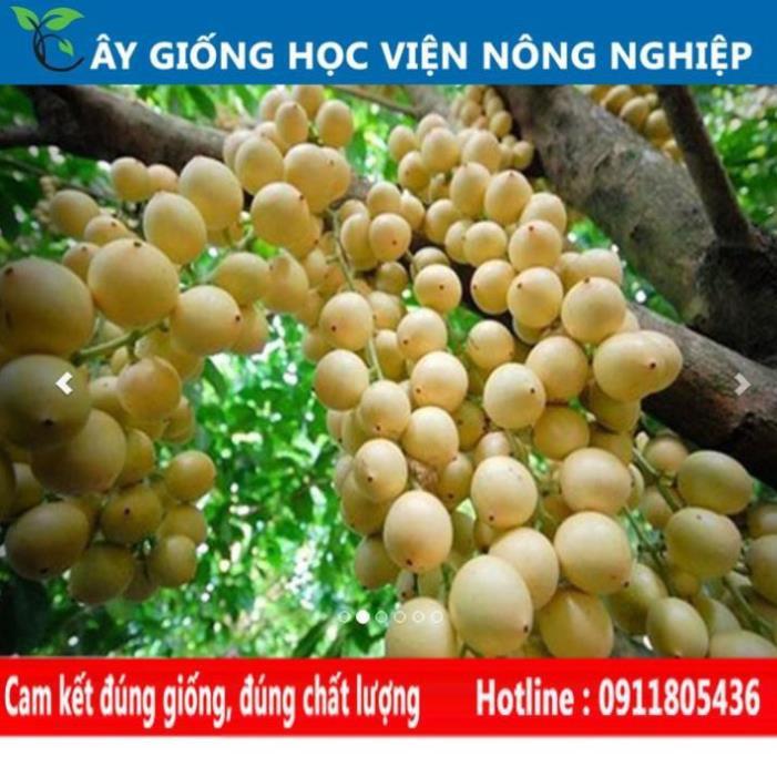 Sản phẩm Cây Ăn Trái cây ăn quả - cây dâu da thái năng suất cao