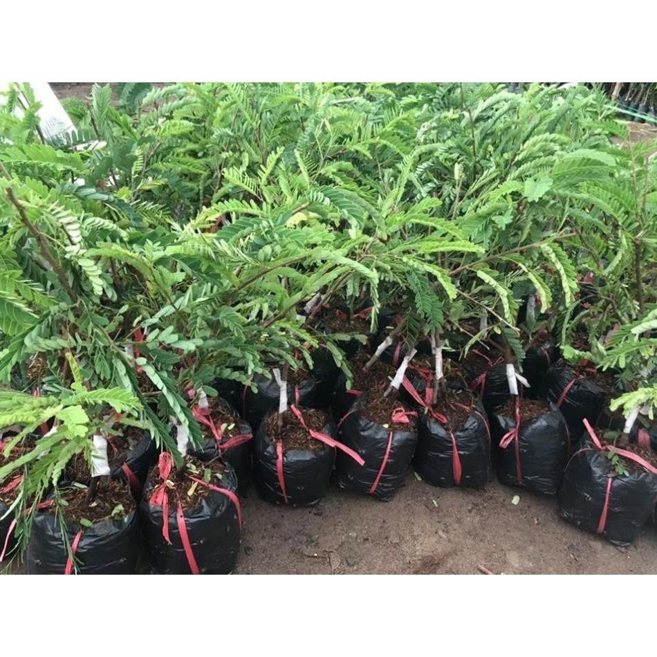 Combo 2 cây me thái siêu quả tặng 1 lựu đỏ