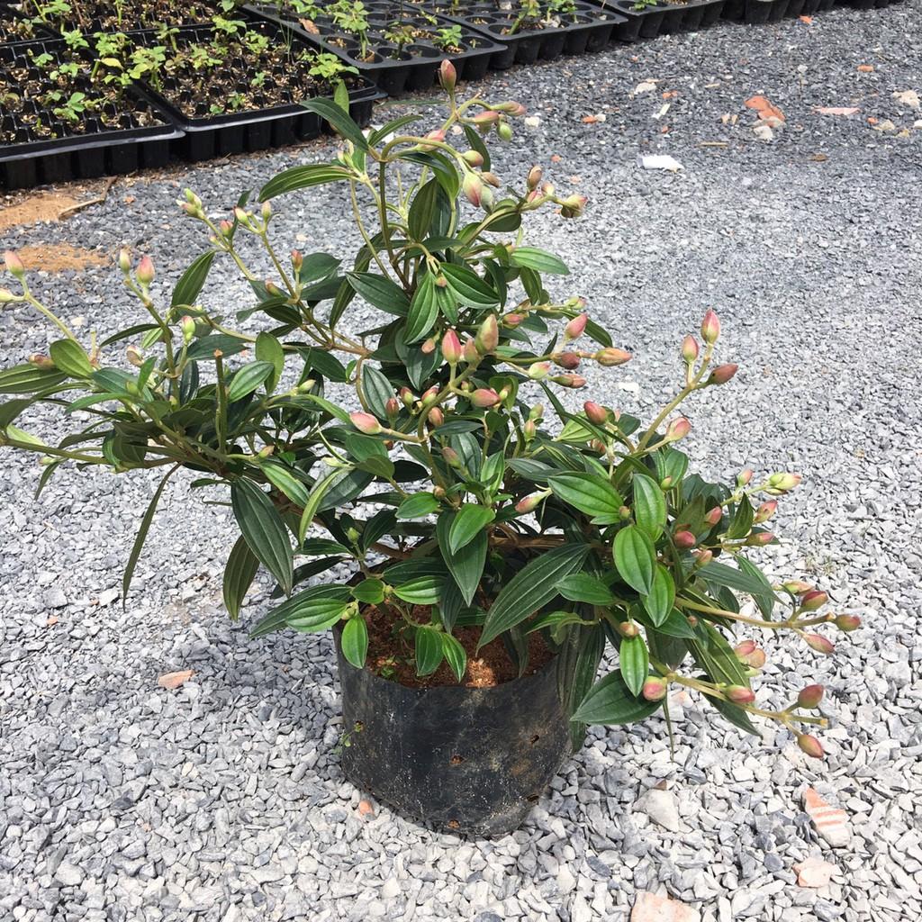 Chậu cây giống hoa Mua Thái  cao 30-40cm đang hoa nhiều nụ - cây cho hoa Tím lịm quanh năm, cực dễ trồng