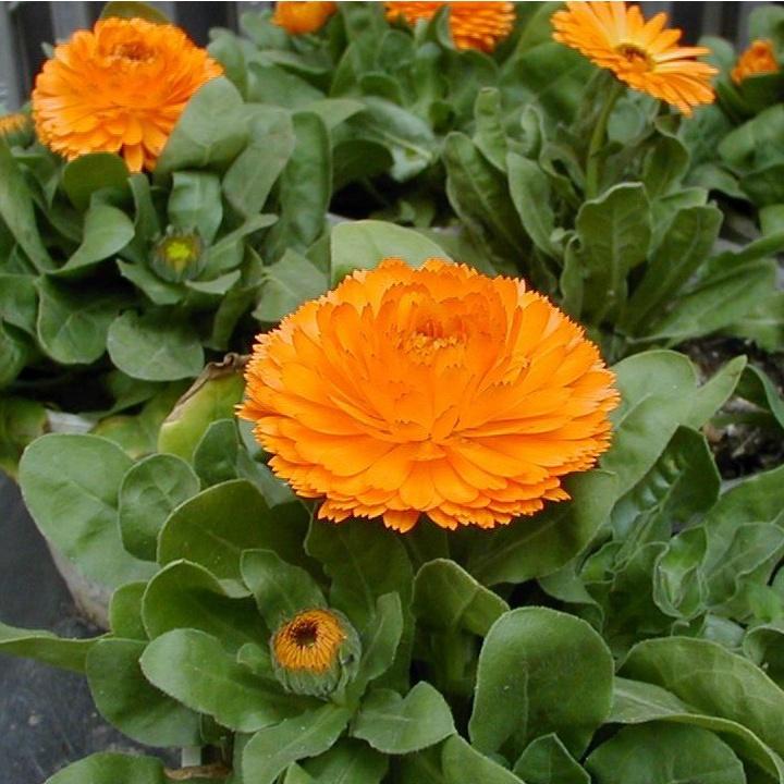 Hạt Giống Hoa Cúc Susi Vàng Cam CT418 - Gói 50 hạt-dmk