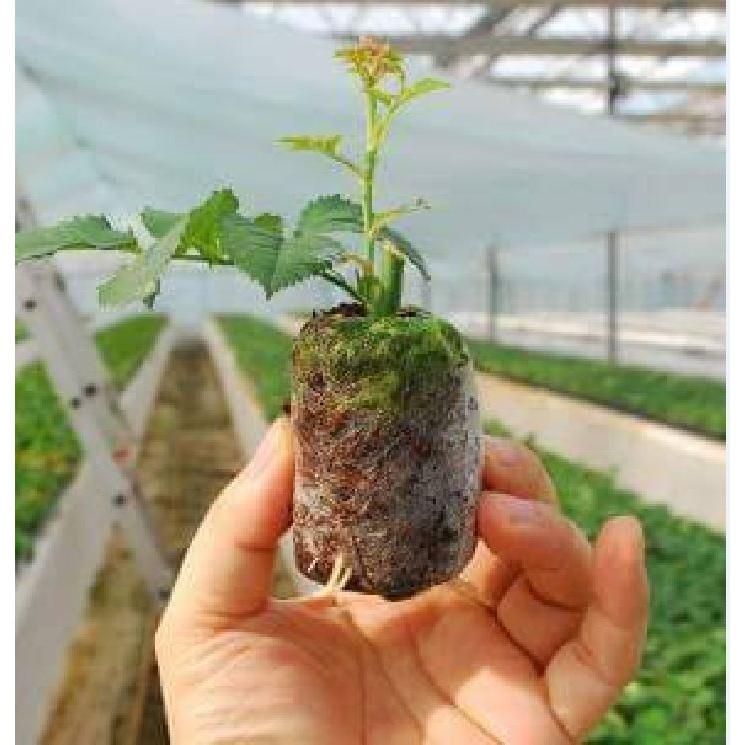 Viên nén ươm hạt xơ dừa