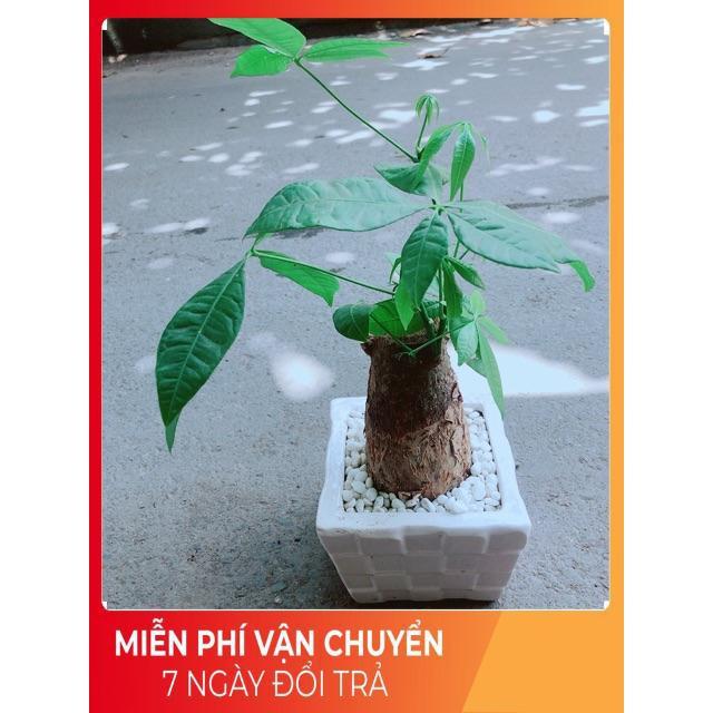 Chậu Kim Ngân Chân Voi