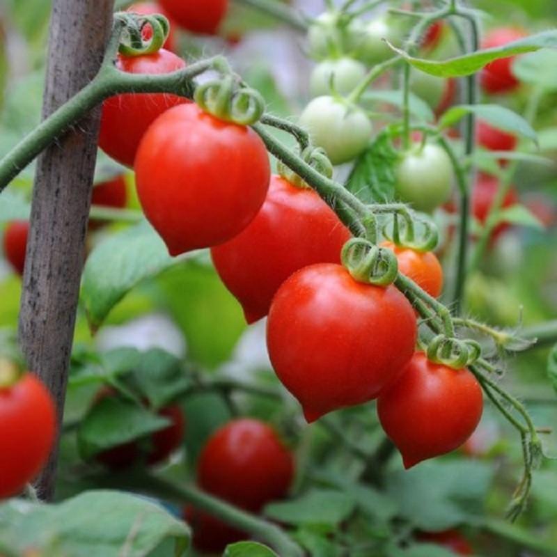 Hạt giống cà chua trái tim đỏ gói 30 hạt