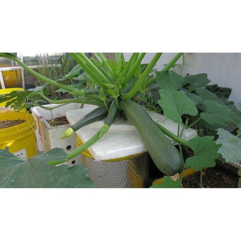 10 hạt giống Bí Ngồi F1