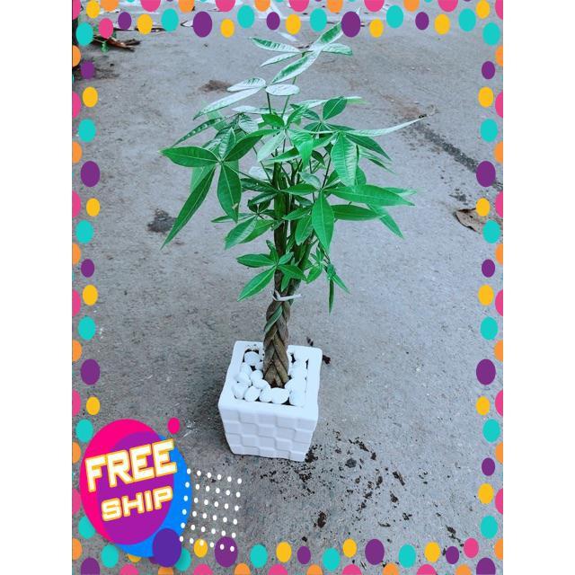 Chậu Kim Ngân Thắt Bính