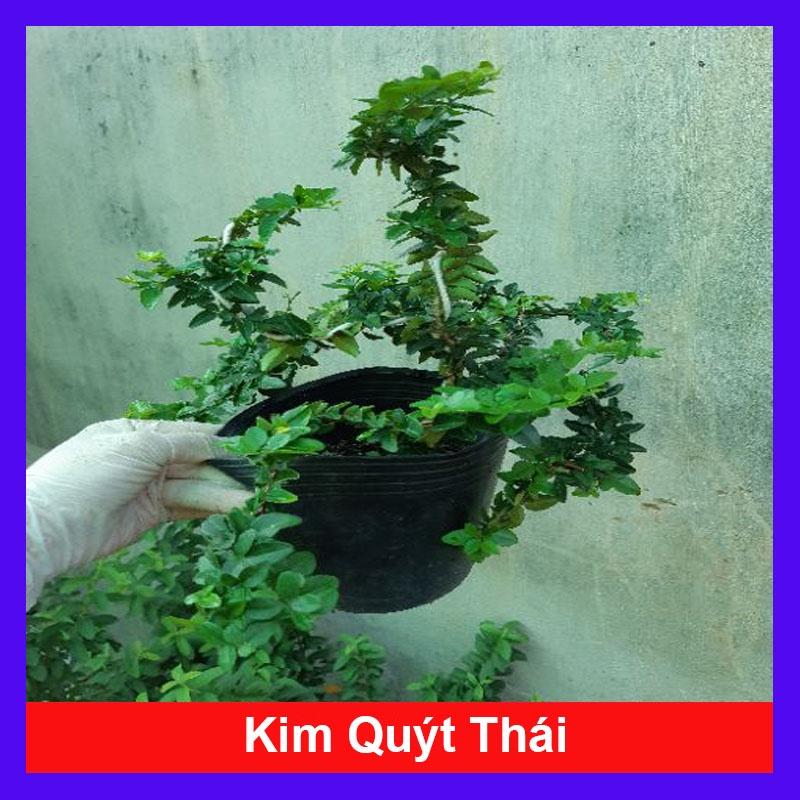 Cây kim quýt thái bonsai - cây cảnh để bàn + tặng phân bón cho cây