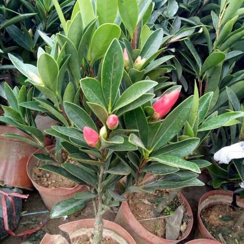 Cây Hoa TRÀ TỨ QUÝ nhập TRUNG QUỐC DÁNG 1 THÂN