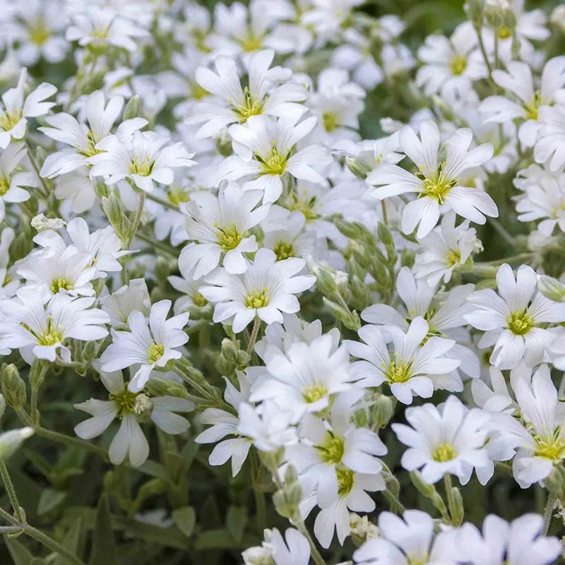 Hạt Giống Hoa Sát Đất Lâu Năm Chịu Hạn Xeriscape