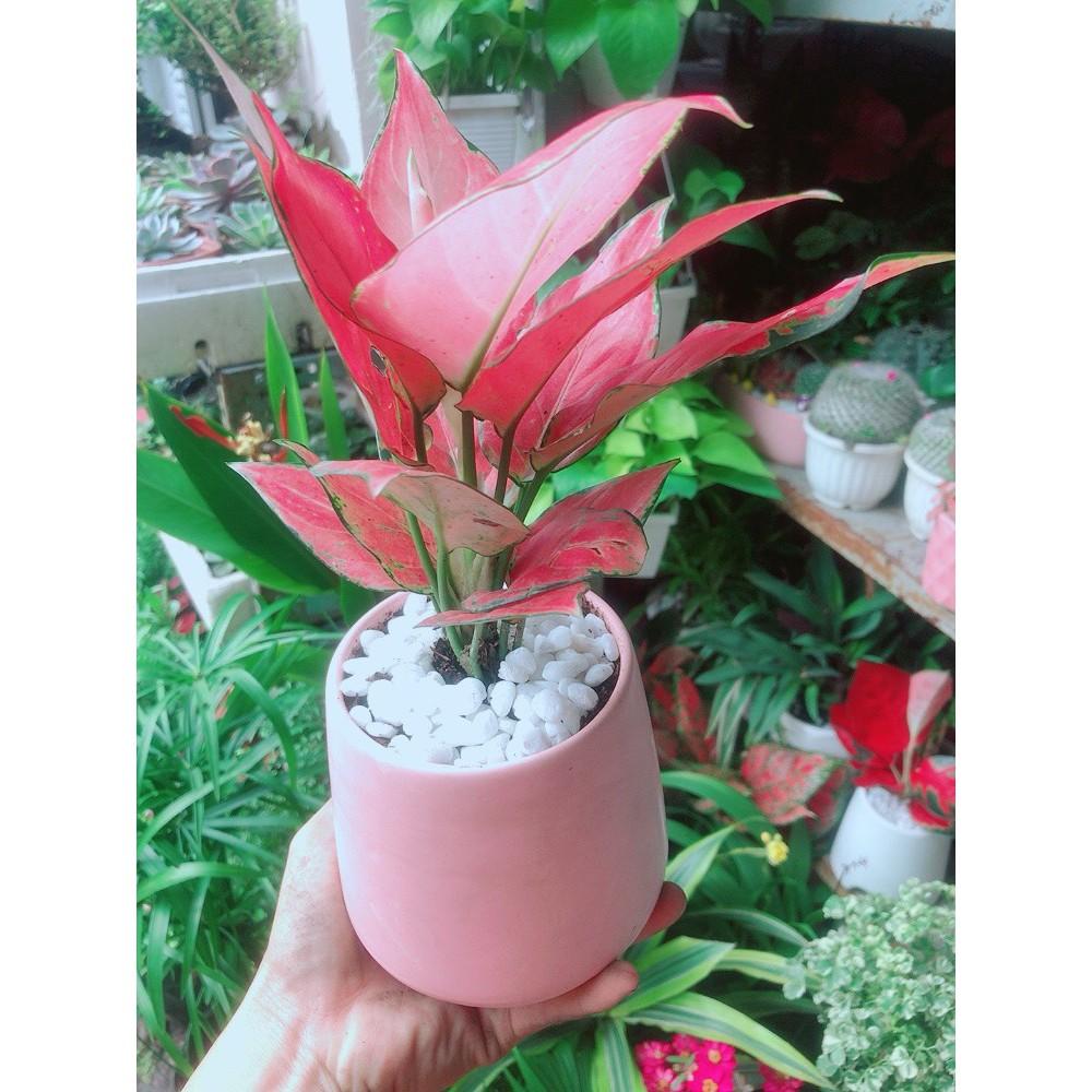Chậu Vạn Lộc Hồng