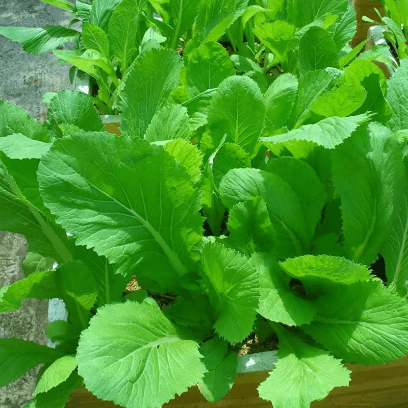 Hạt Giống Rau Cải Bẹ Xanh Mỡ - Gói 1KG