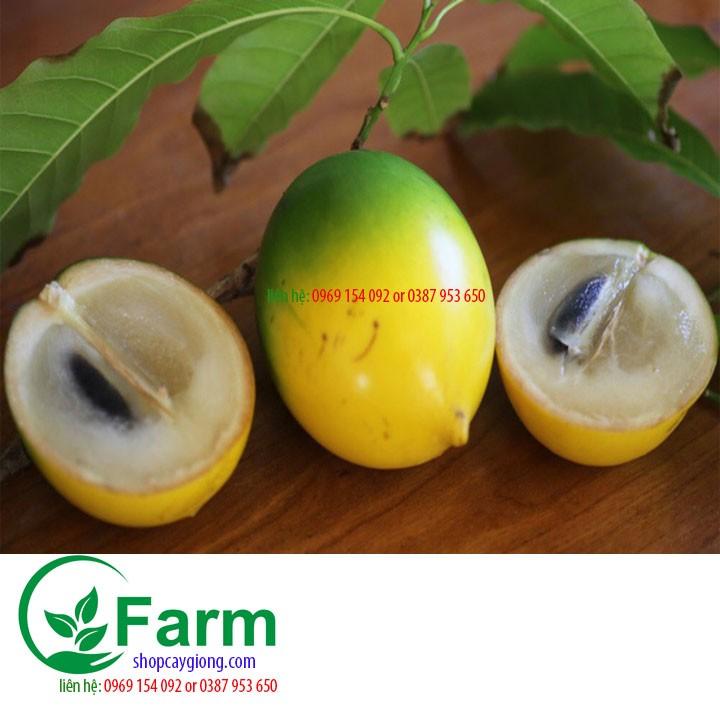Cây vú sữa hoàng kim cam kết chất lượng