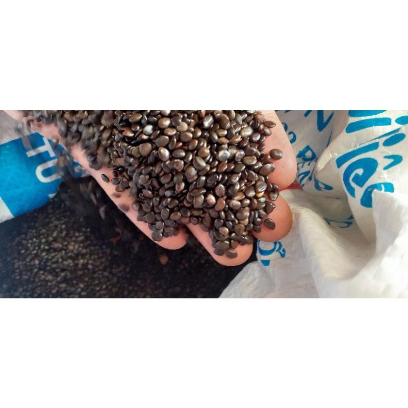 500 gram hạt giống Keo Lai trồng rừng