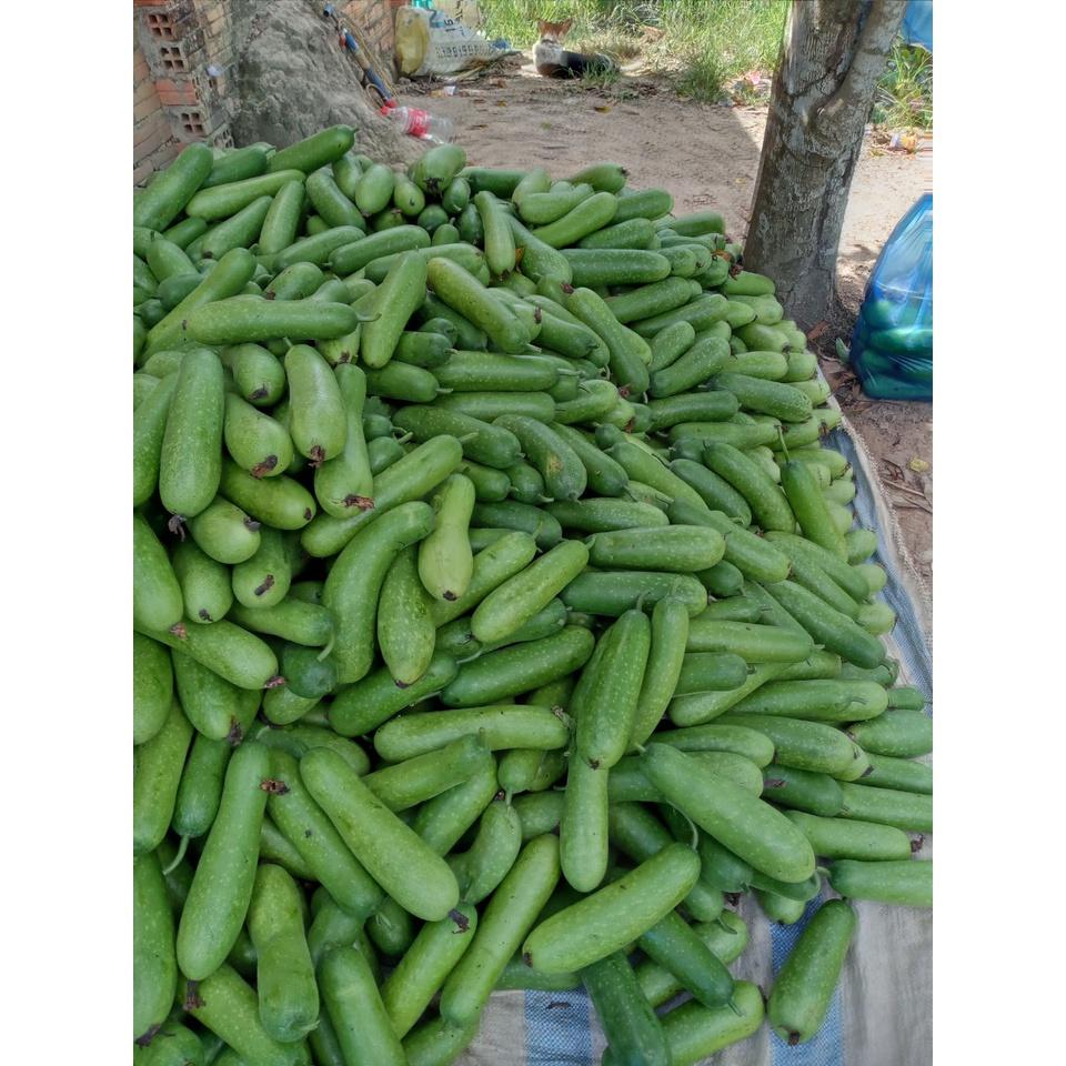 Hạt Giống bí đao chanh lai F1 - Agri Wax Gourd 999