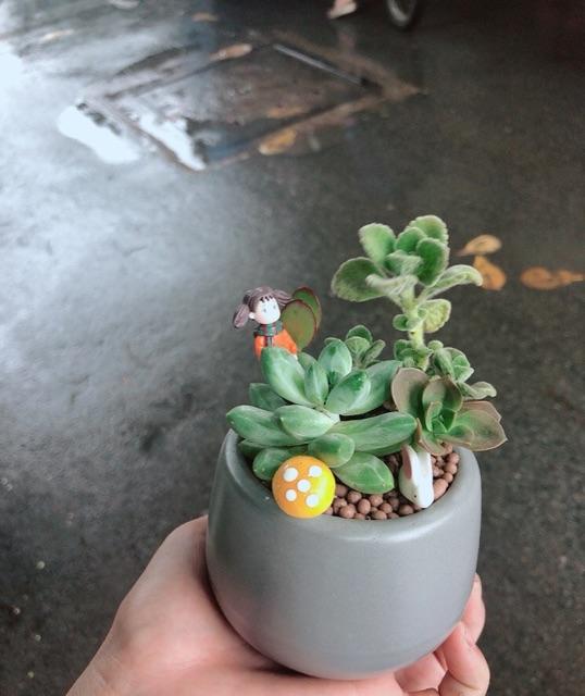 Chậu sen đá tiểu cảnh