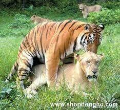 hình ảnh hài hước new chapter 3 10