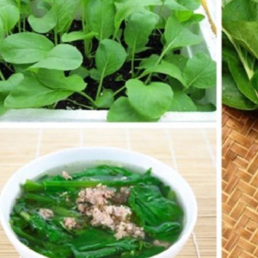 Hạt giống rau cải ngọt dể trồng-gói 20 gram/tặng kèm gói phân bón lót