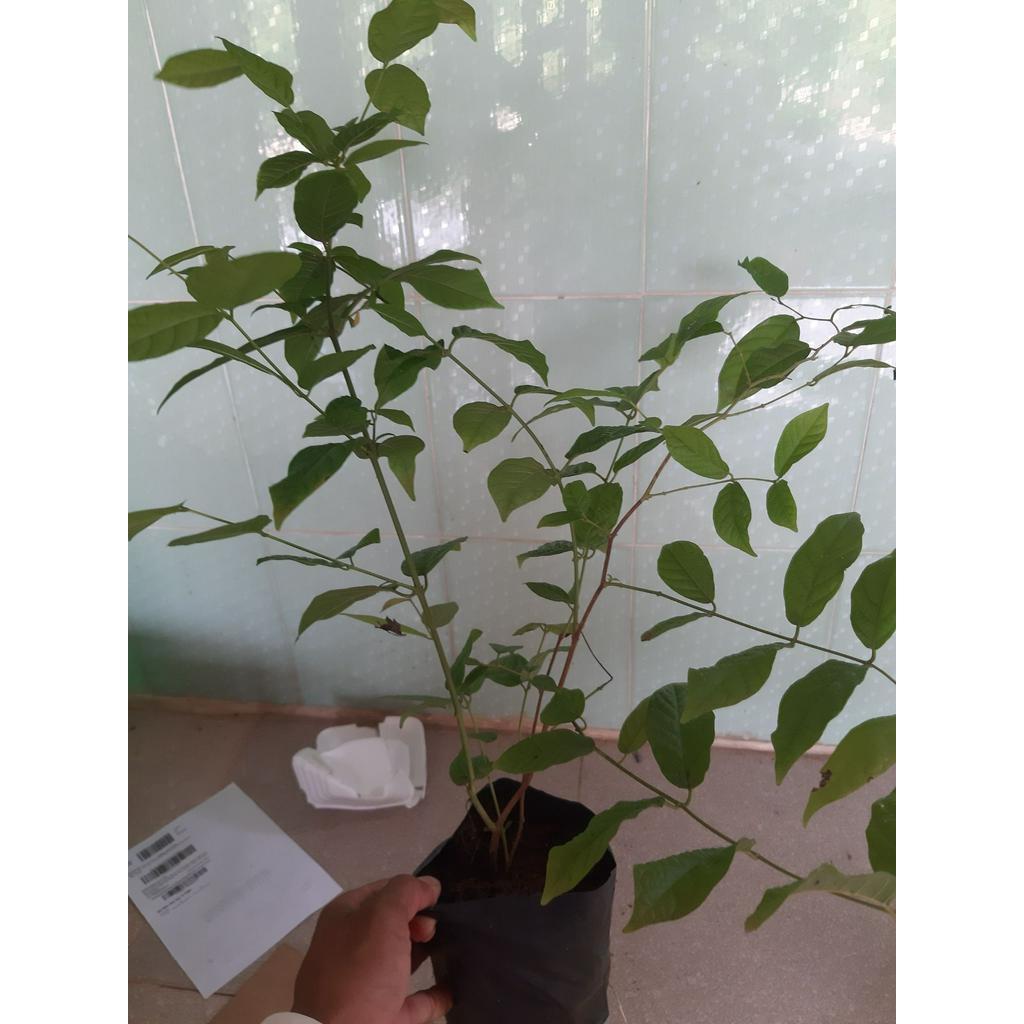 PV 01 Chậu Cây Hoa Sử Quân Tử Cao 50cm