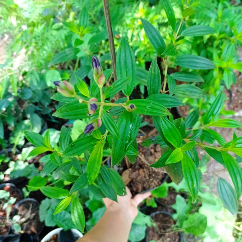 Cây hoa mua tím Thái cho hoa quanh năm