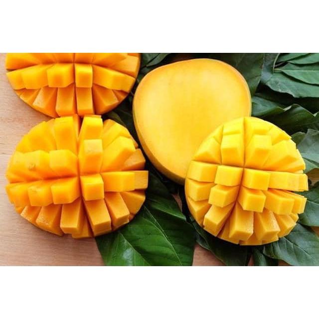 Cây giống Xoài Úc, giống xoài năng suất cao, giống nhập từ khu nhân giống Hv Nông Nghiệp VN