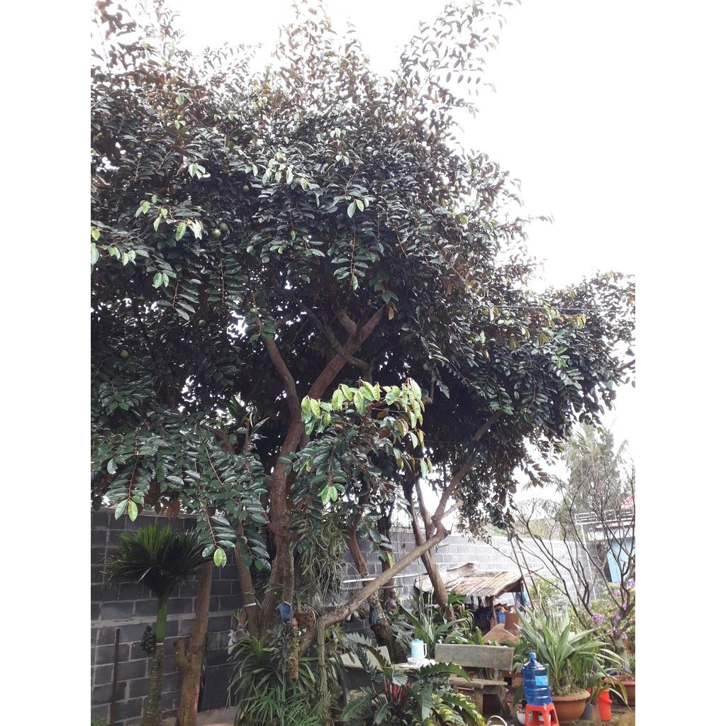 Cây giống Vú Sữa lò rèn