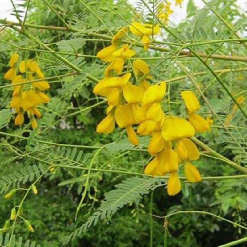 Hạt Giống Cây Bông Điên Điển KNS301 - gói 30 hạt