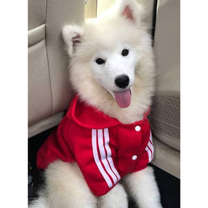 ÁO HOODIE CHO CHÓ DOG BABY CHO CHÓ LỚN - SP000611