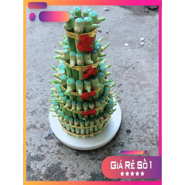 Cây Trúc Phát Tài Kèm Dĩa