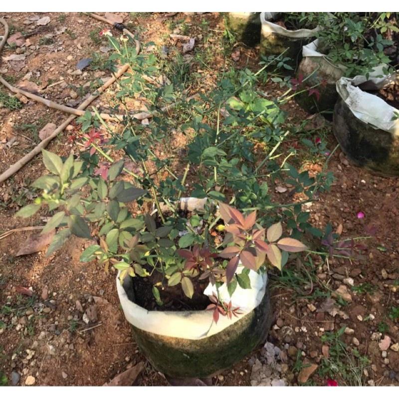 Hoa hồng cổ huế- bầu to cây trưởng thành