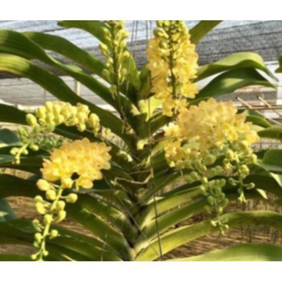 Hoa phong lan đai châu rừng cây nhỡ