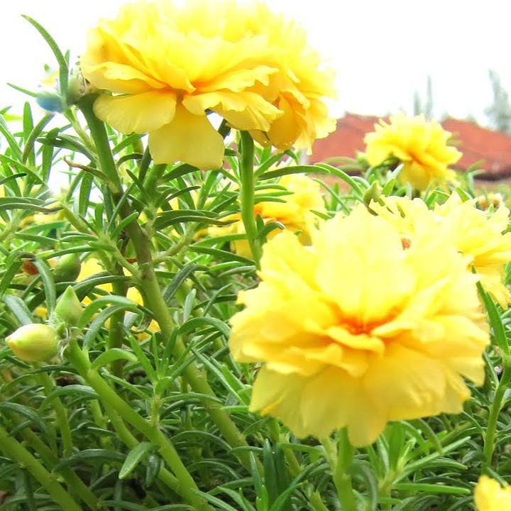 Hạt giống hoa mười giờ
