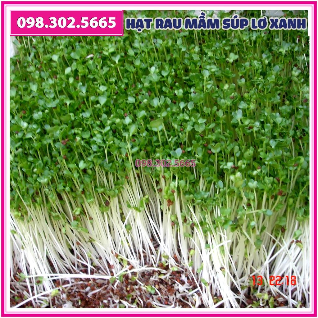 Hạt rau mầm rau súp lơ xanh - gói 20g - dễ nảy mầm, dễ chăm sóc