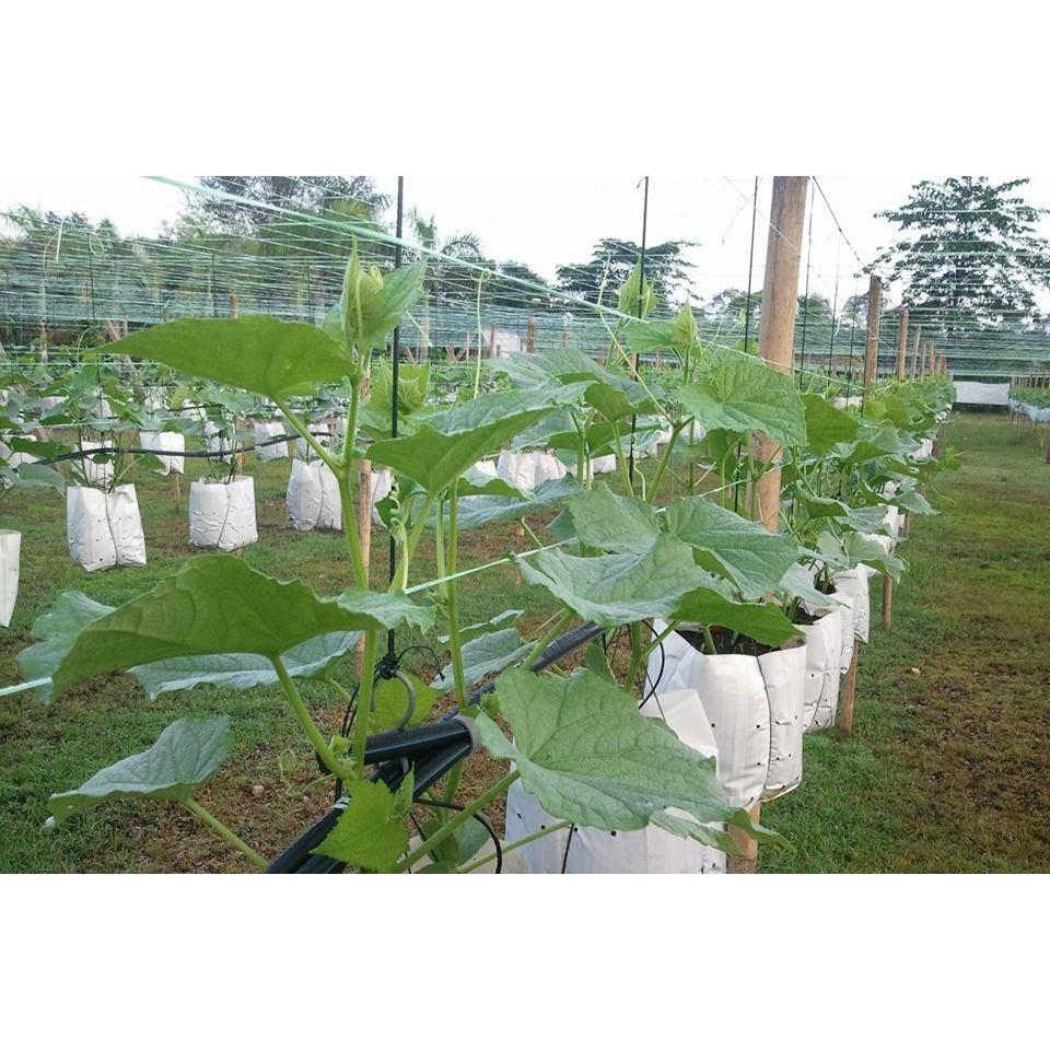 20 túi PE trồng cà chua, ớt, dưa lưới loại dày dặn