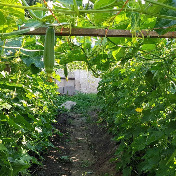 Combo Hạt Giống Rau 6 Loại: Hạt Giống Rau Muống 100gr, Hạt Giống Cải Ngọt 20gr, Hạt Giống Cải Xanh 20gr, Hạt Giống Xà Lách 20gr, Hạt Giống Cải Thìa 20gr, Hạt Giống Mướp 2gr