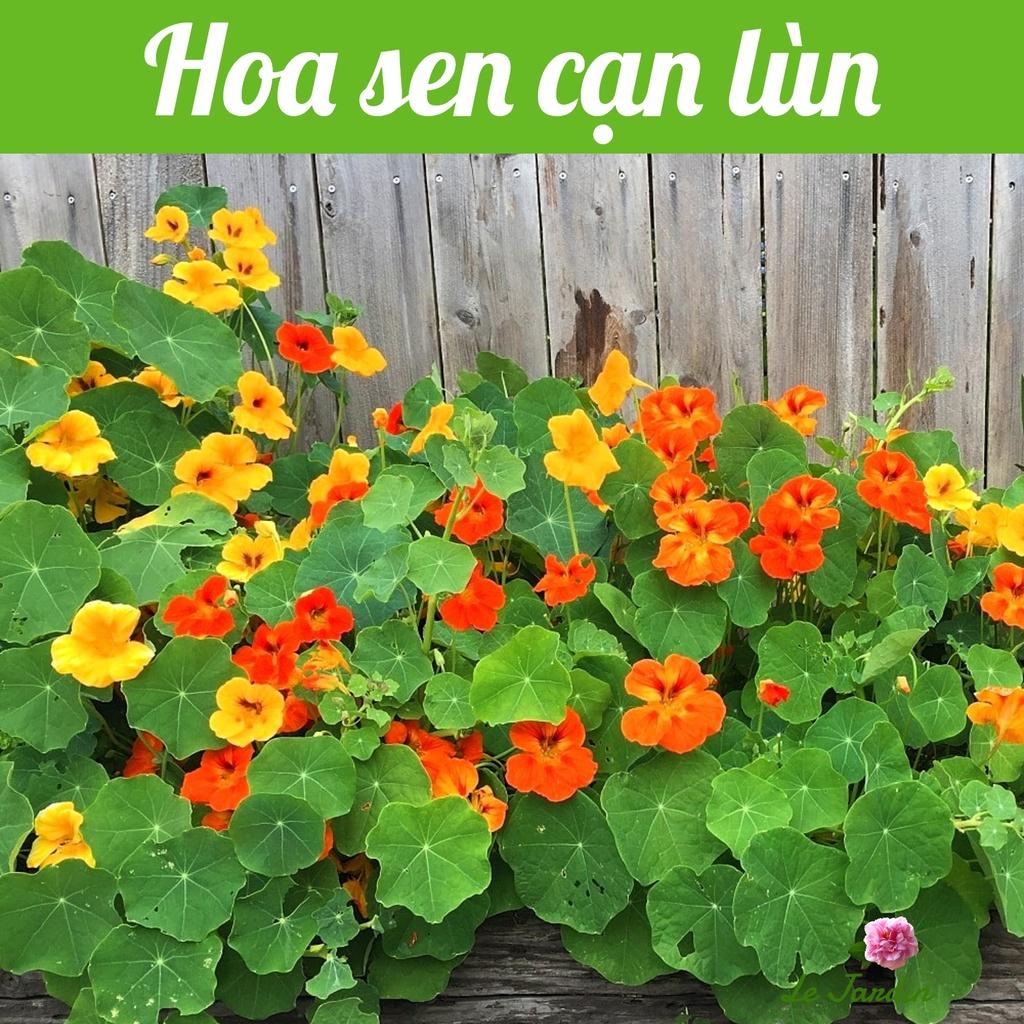 Hạt giống Sen Cạn Hà Lan gói 5h