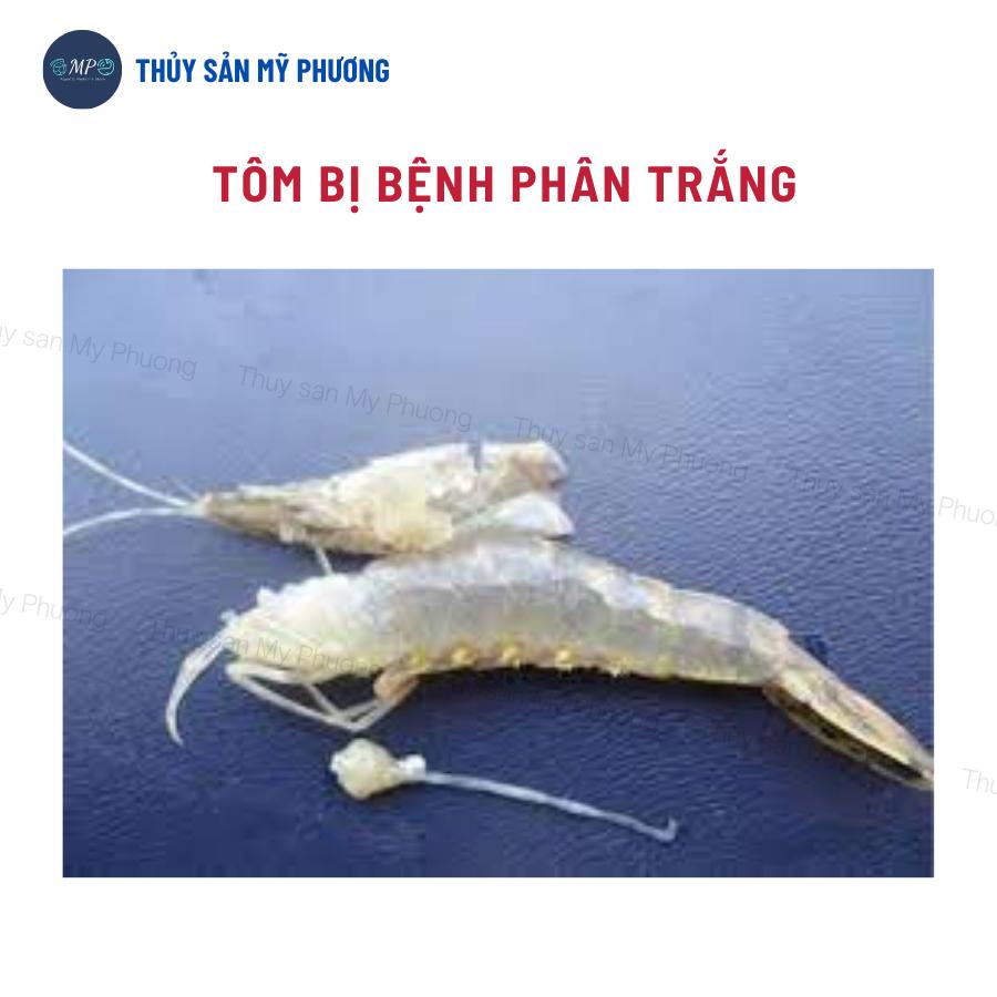 Men tiêu hóa enzyme nông to đường ruột Bio Lacto ngừa phân trắng kích thích ăn lớn nhanh tôm thẻ cá lươn ếch ốc baba