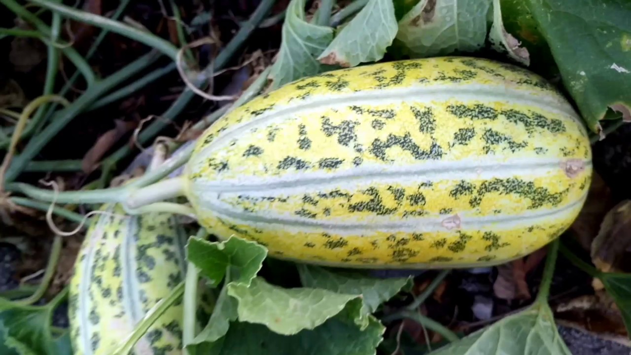 0,5 hạt giống dưa gang trái dài