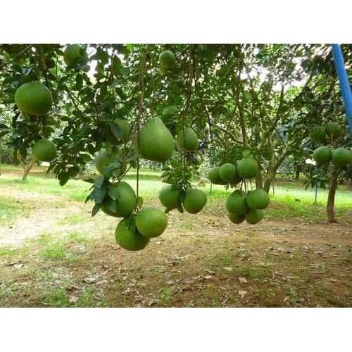 Cây Bưởi ruby Thái Lan chuẩn giống cam kết chất lượng